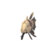 ポケモンGO ジーランス メス
